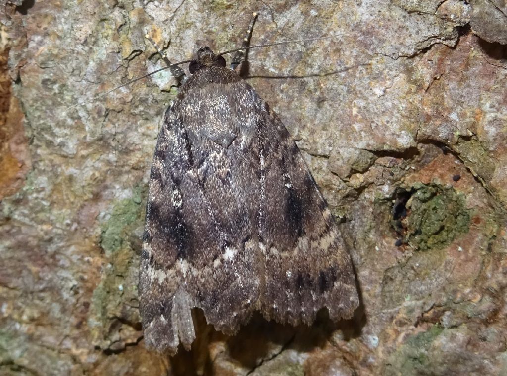 Amphipyra piramidea - Noctuidae